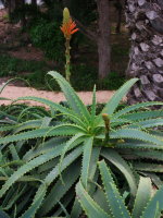 Aloe arborescens  2107