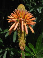 Aloe arborescens  2108