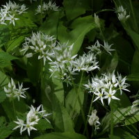 Allium ursinum  213