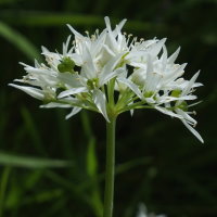 Allium ursinum  216