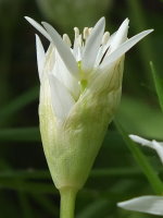 Allium ursinum  217