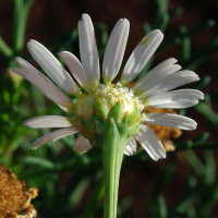 Argyranthemum × hybrida  2192