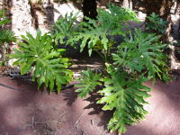 Philodendron bipinnatifidum  2194