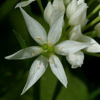 Allium ursinum  219