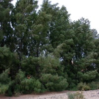 Casuarina equisetifolia  2203