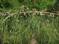 Casuarina equisetifolia  2204