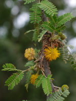 Acacia farnesiana  2207