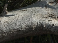 Acacia saligna  2215