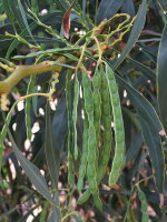 Acacia saligna  2218