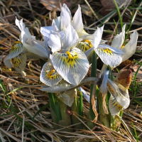 Iris histrioides × winogradowii