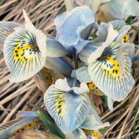 Iris histrioides × winogradowii