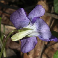 Viola riviniana  2254