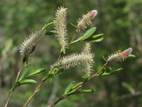 Salix purpurea  2260