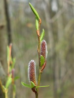 Salix purpurea  2261