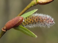 Salix purpurea  2262