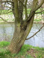 Salix caprea  2264