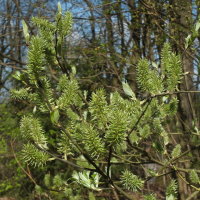 Salix caprea  2267