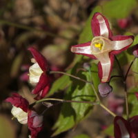 Epimedium × rubrum