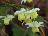 Epimedium × versicolor 'Sulphureum'