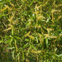 Salix alba ssp. vitellina × Salix babylonica  2295