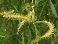 Salix alba ssp. vitellina × Salix babylonica