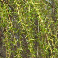 Salix alba ssp. vitellina × Salix babylonica  2297