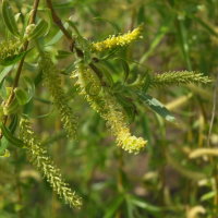 Salix alba ssp. vitellina × Salix babylonica  2299