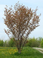 Prunus sargentii  2302