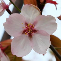 Prunus sargentii  2304