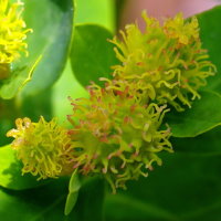 Euphorbia epithymoides  2324