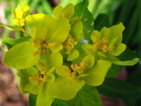 Euphorbia epithymoides  2325