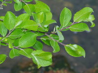 Salix caprea  2327