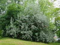 Elaeagnus angustifolia  2328