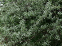 Elaeagnus angustifolia  2329