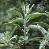Elaeagnus angustifolia  2330