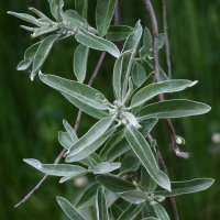 Elaeagnus angustifolia  2331