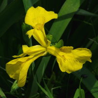 Iris pseudacorus  2332