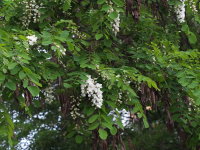 Robinia pseudoacacia  2334