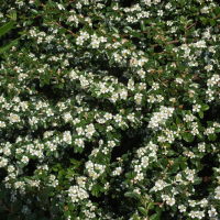 Cotoneaster microphylla  2354