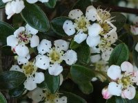 Cotoneaster microphylla