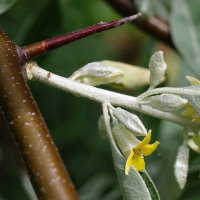 Elaeagnus angustifolia  2361