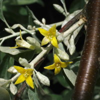 Elaeagnus angustifolia  2362
