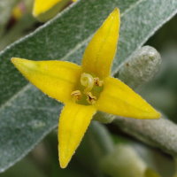 Elaeagnus angustifolia  2363