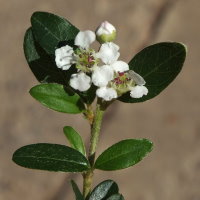 Cotoneaster × suecicus