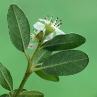 Cotoneaster × suecicus  2365