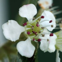 Cotoneaster × suecicus  2366
