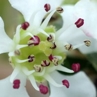 Cotoneaster × suecicus  2367