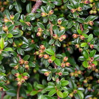 Cotoneaster microphylla  2378