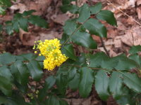 Berberis aquifolium  23