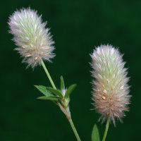 Trifolium arvense  2429